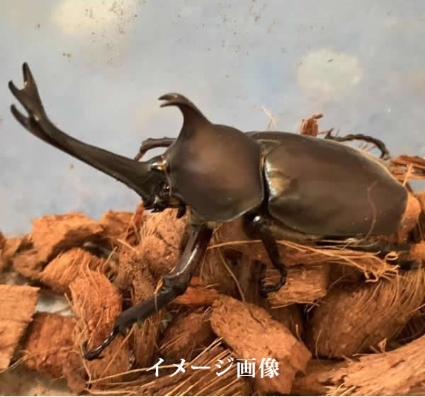 国産カブトムシ成虫　オス