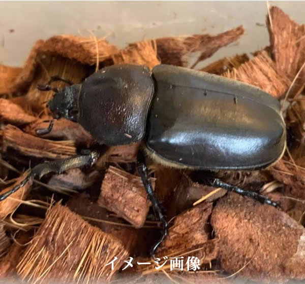 国産カブトムシ成虫　メス　フリーサイズ